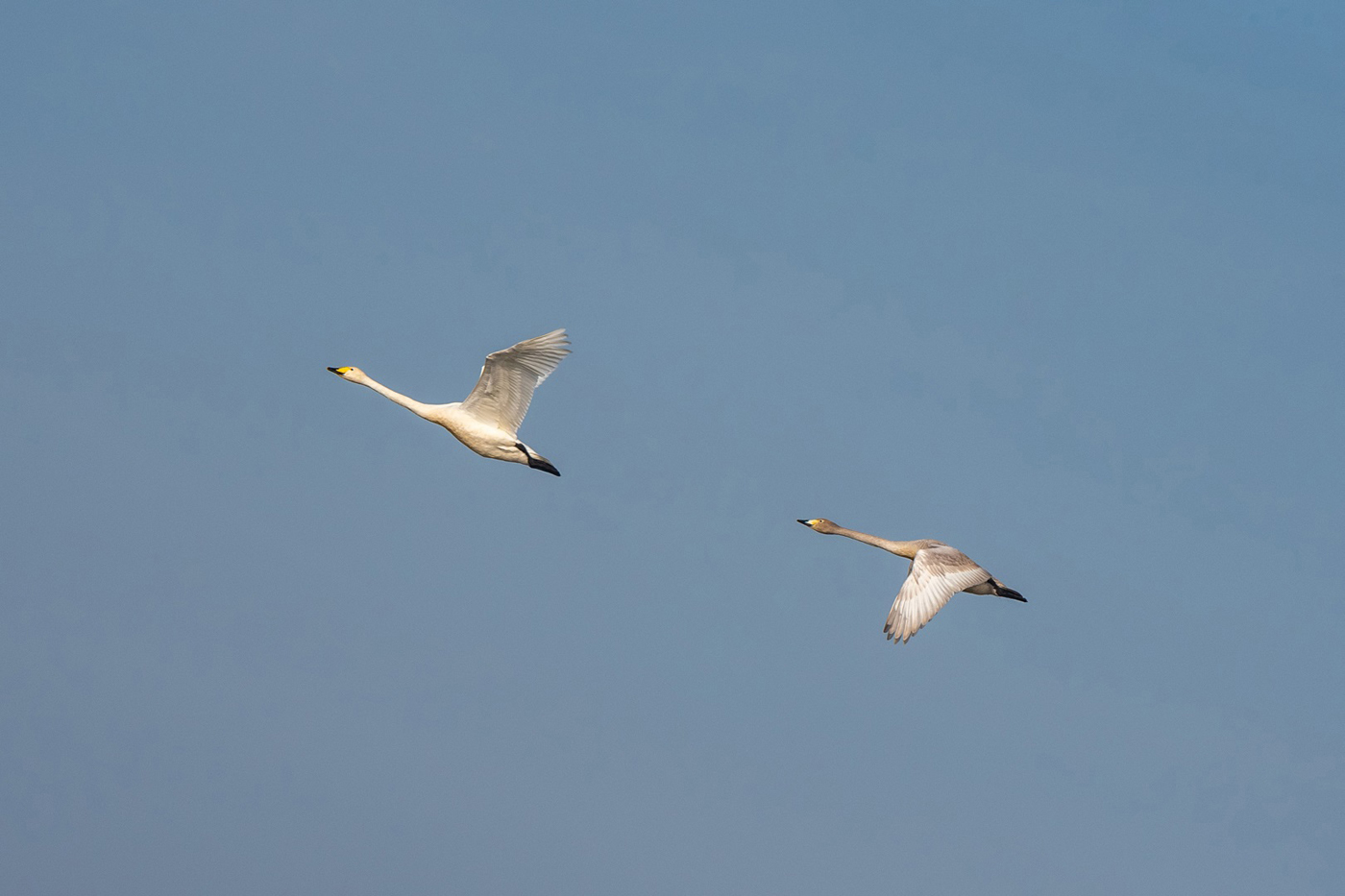 Swans